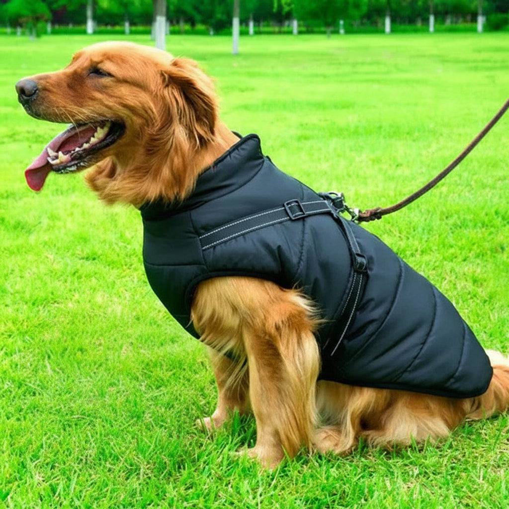 Dog Model Wearing Waterproof Winter Jacket with Sherpa Fleece Lining and Adjustable Harness